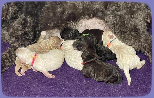 Kenzie Dansby group 4 weeks old 61