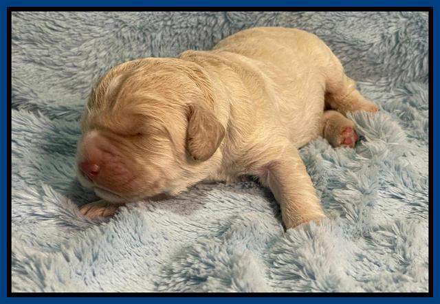 Kenzie Dansby 1 week old 41