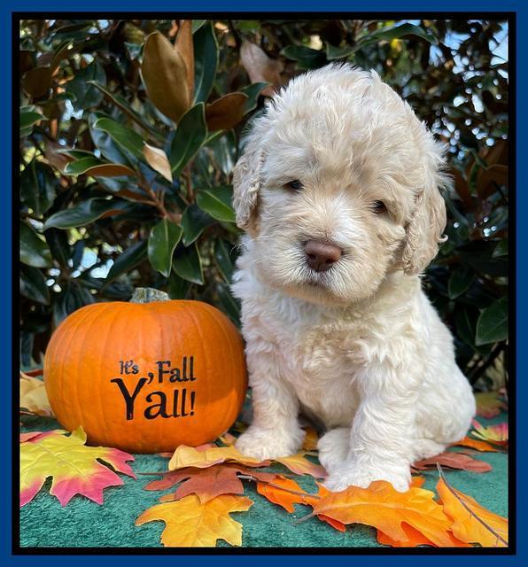 Kenzie Dansby 4 week old 11