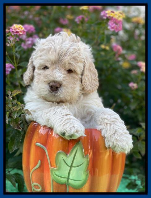 Kenzie Dansby 5 week old 81