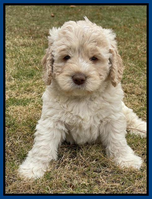 Kenzie Dansby 6 week old 51