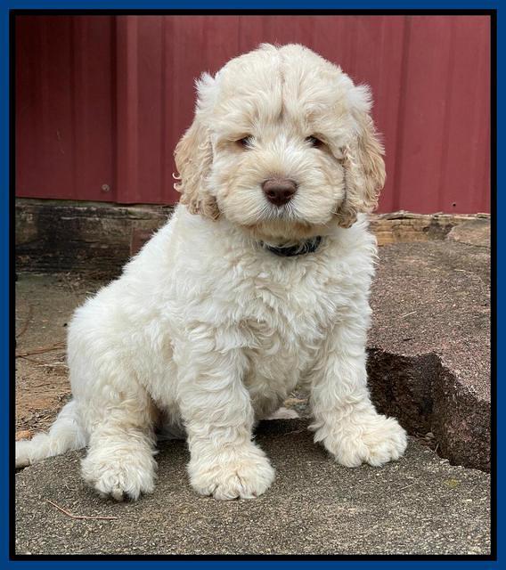 Kenzie Dansby 7 week old 11