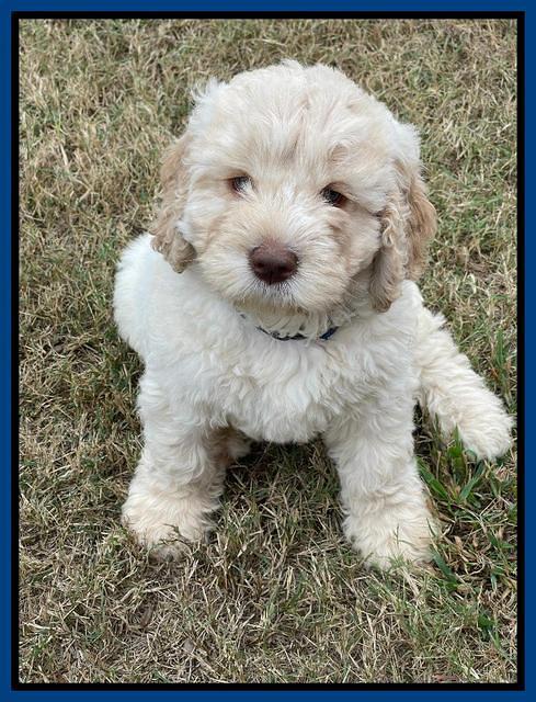 Kenzie Dansby 7 week old 21