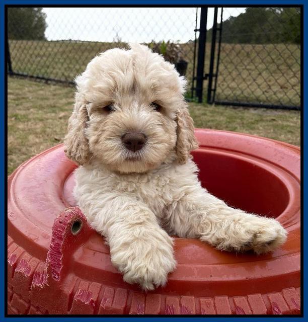 Kenzie Dansby 7 week old 51