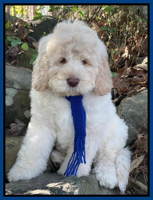 Kenzie Dansby 8 week old 108000