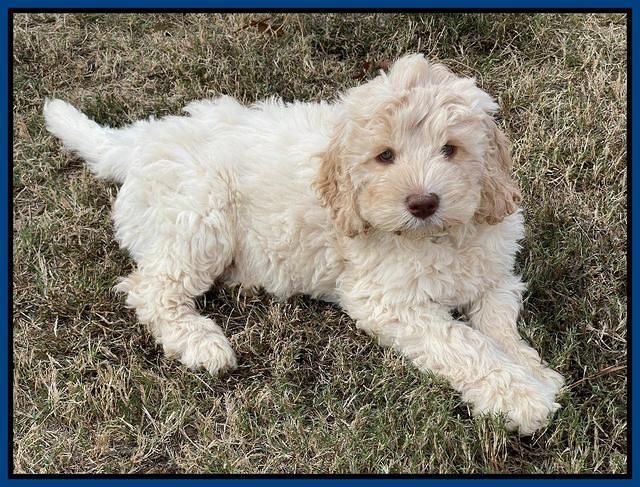 Kenzie Dansby 8 week old 48000