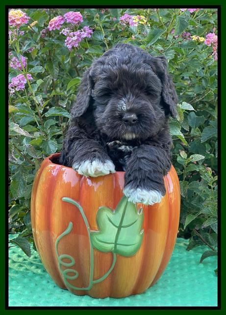 Kenzie Dansby 5 week old 211