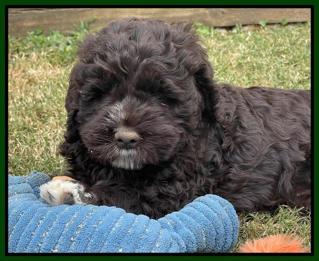 Kenzie Dansby 6 week old 241