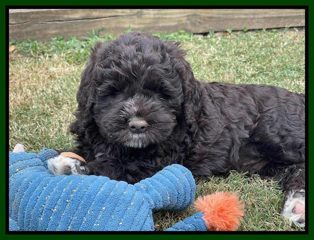 Kenzie Dansby 6 week old 251