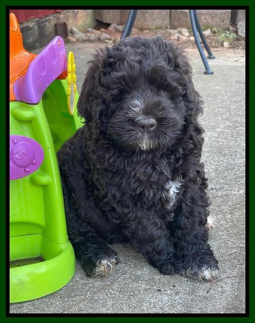 Kenzie Dansby 7 week old 141