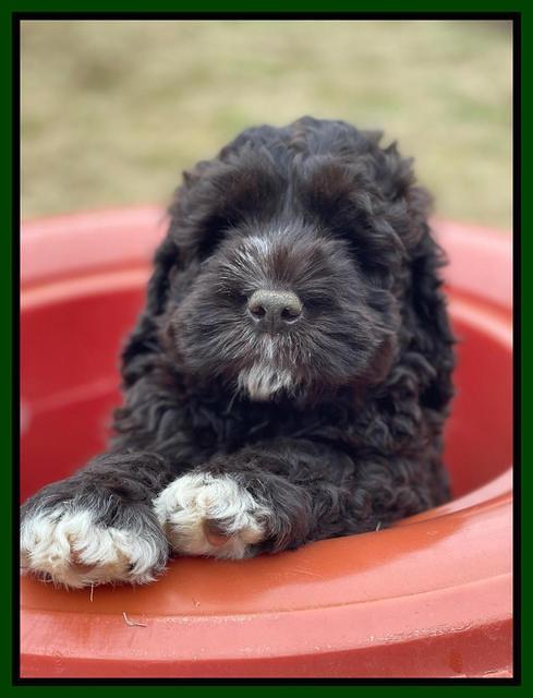 Kenzie Dansby 7 week old 151