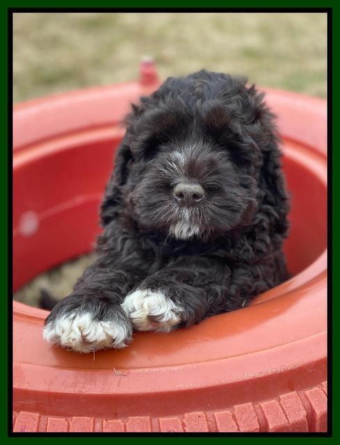 Kenzie Dansby 7 week old 161