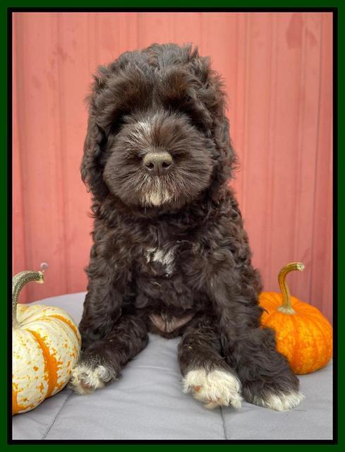 Kenzie Dansby 7 week old 191