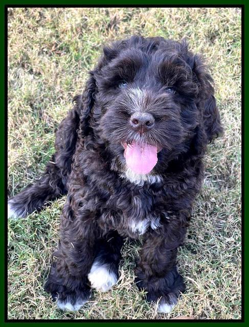 Kenzie Dansby 7 week old 2463