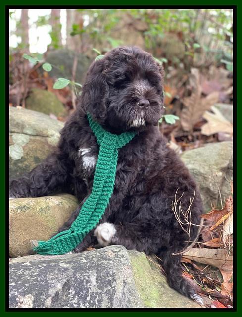 Kenzie Dansby 8 week old 31