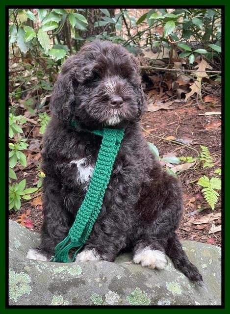 Kenzie Dansby 8 week old 61