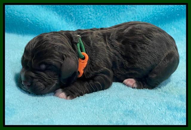 Kenzie Dansby pups newborn 41