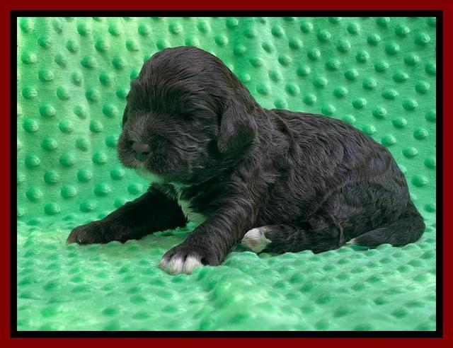 Kenzie Dansby 2 week old 131