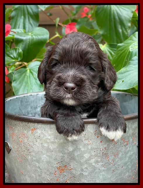 Kenzie Dansby 3 week old 141