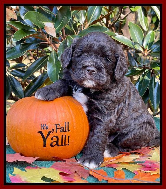 Kenzie Dansby 4 week old 81