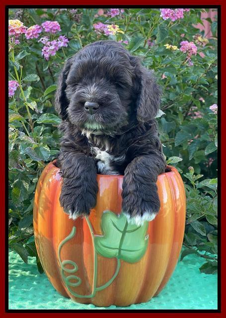 Kenzie Dansby 5 week old 131