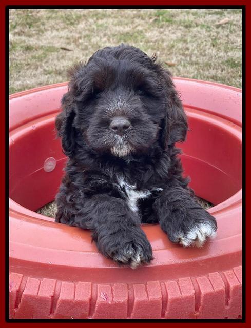 Kenzie Dansby 7 week old 131