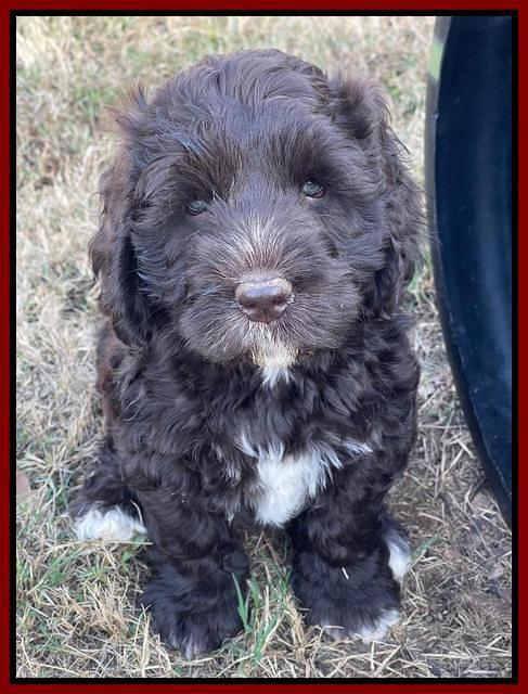 Kenzie Dansby 7 week old 7463