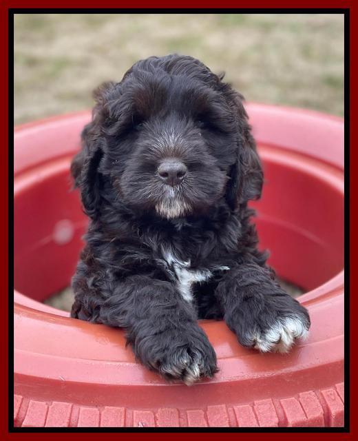 Kenzie Dansby 7 week old 81