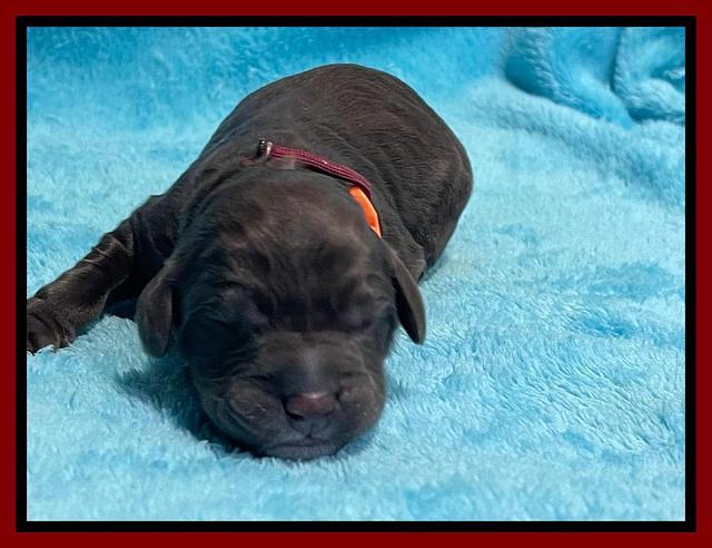 Kenzie Dansby pups newborn 81