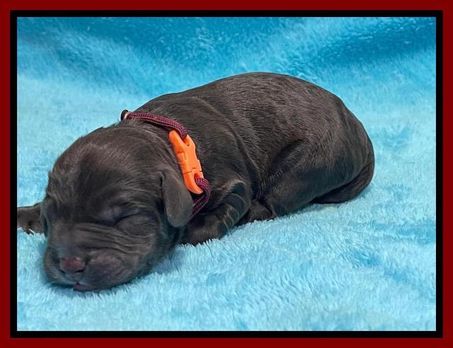 Kenzie Dansby pups newborn 91