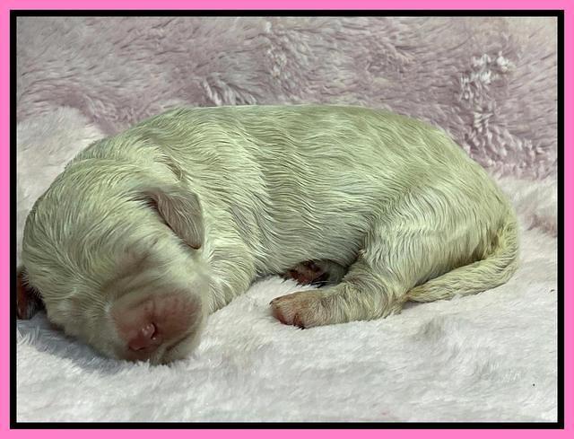 Kenzie Dansby 1 week old 121