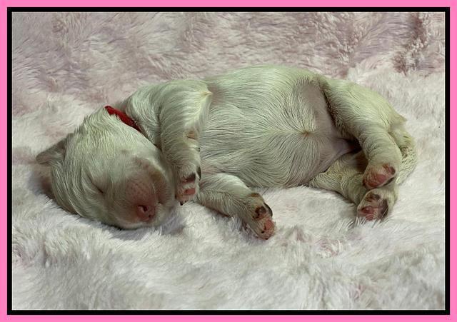 Kenzie Dansby 1 week old 151