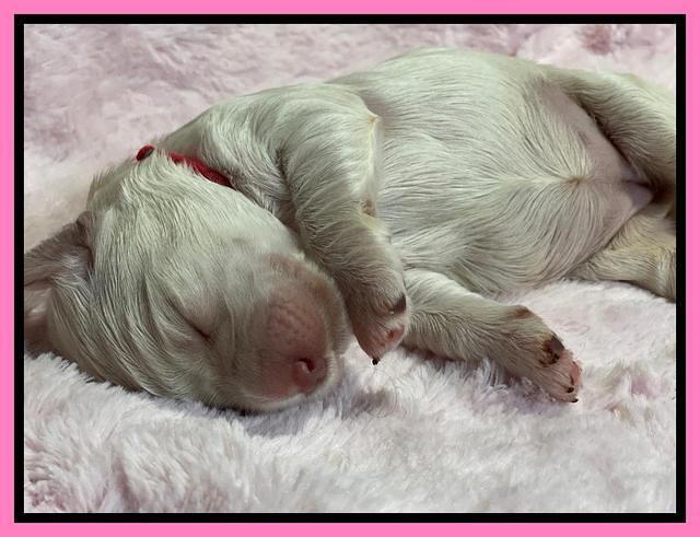Kenzie Dansby 1 week old 161