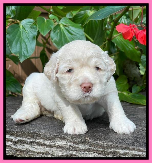 Kenzie Dansby 3 week old 201