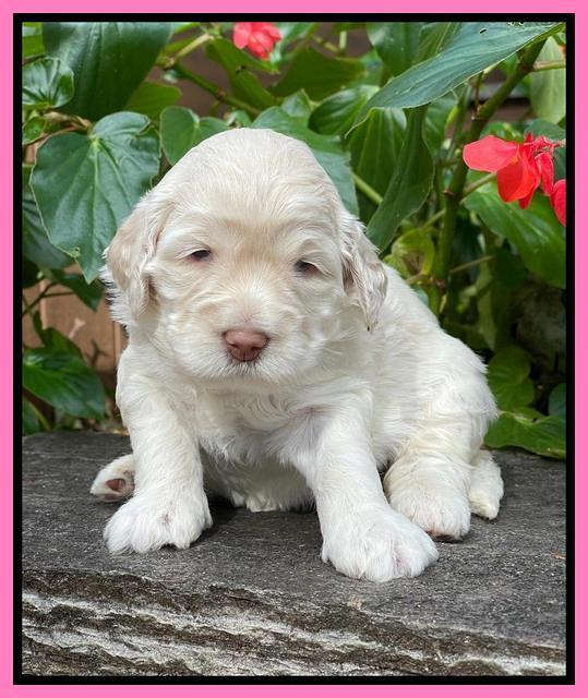 Kenzie Dansby 3 week old 211