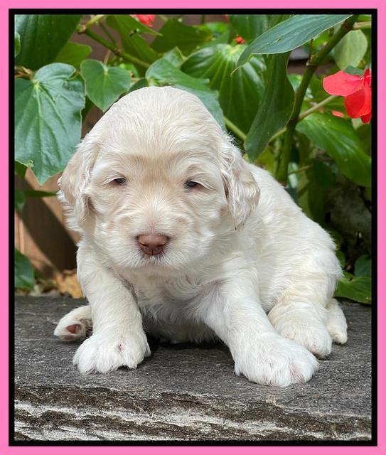 Kenzie Dansby 3 week old 221