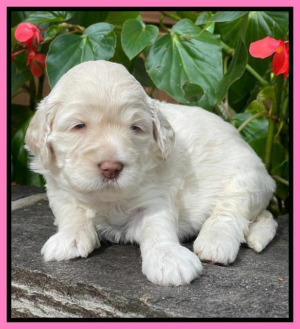 Kenzie Dansby 3 week old 231