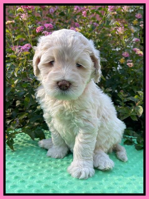 Kenzie Dansby 5 week old 221