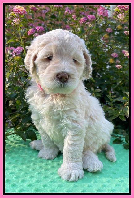 Kenzie Dansby 5 week old 231