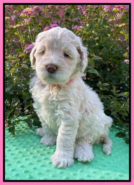 Kenzie Dansby 5 week old 241