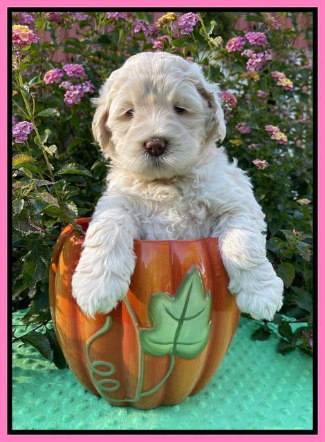 Kenzie Dansby 5 week old 251