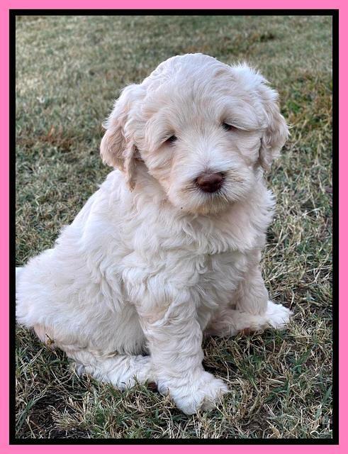 Kenzie Dansby 6 week old 261