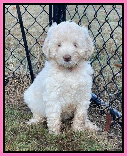 Kenzie Dansby 7 week old 311