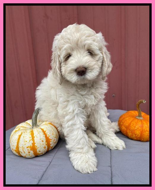 Kenzie Dansby 7 week old 321