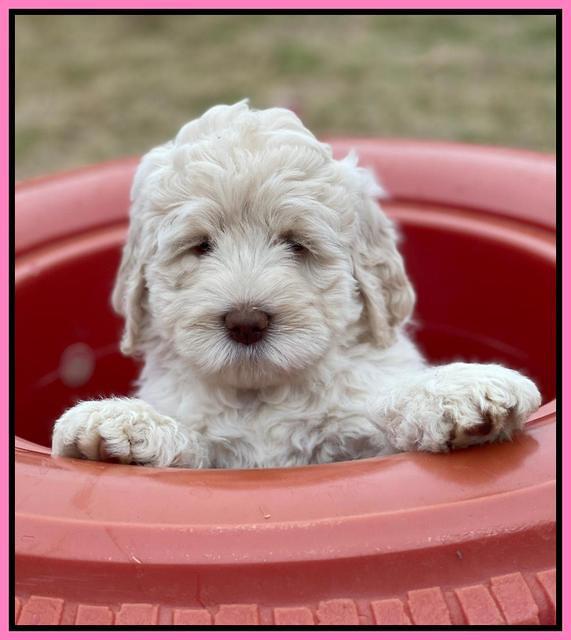 Kenzie Dansby 7 week old 341