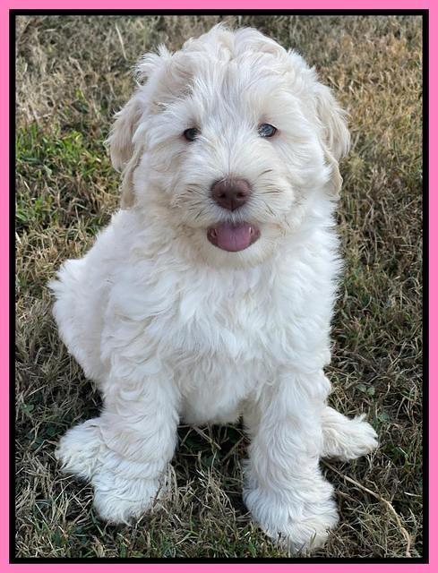 Kenzie Dansby 7 week old 4463