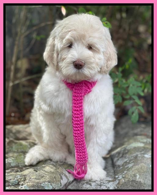 Kenzie Dansby 8 week old 5800