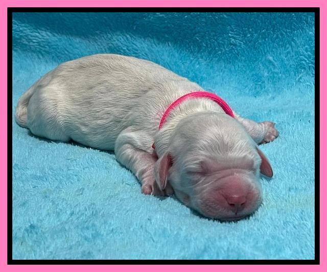 Kenzie Dansby pups newborn 101