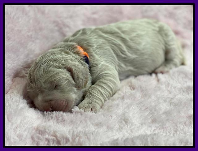 Kenzie Dansby 1 week old 181