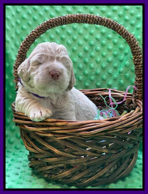 Kenzie Dansby 2 week old 211